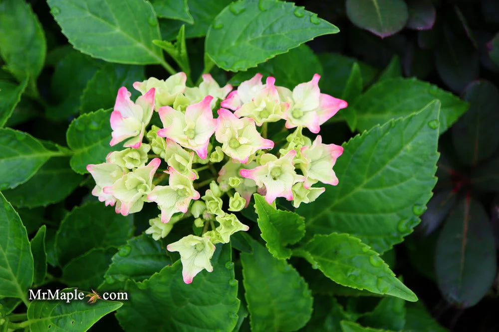 Hydrangea macrophylla 'Pia’ Dwarf Hydrangea - Image 13