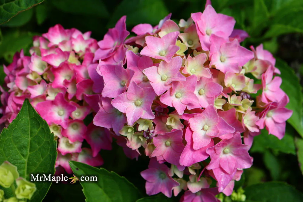 Hydrangea macrophylla 'Pia’ Dwarf Hydrangea - Image 3