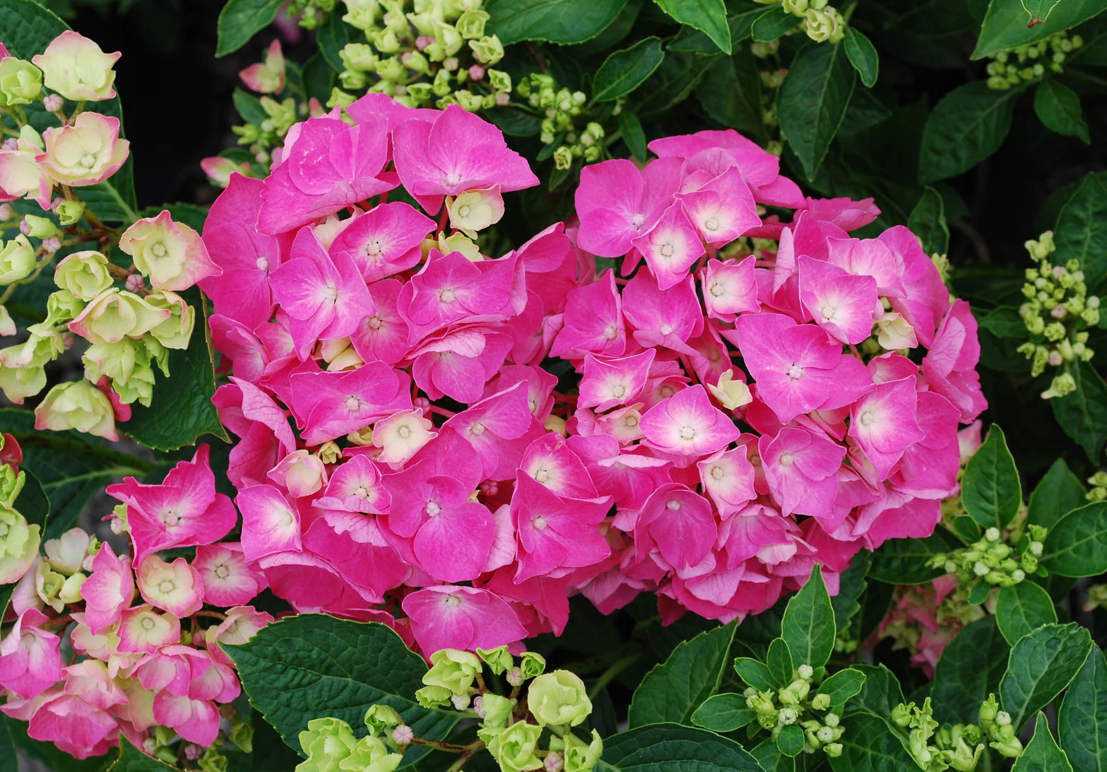 Hydrangea macrophylla 'Pia’ Dwarf Hydrangea - Image 4