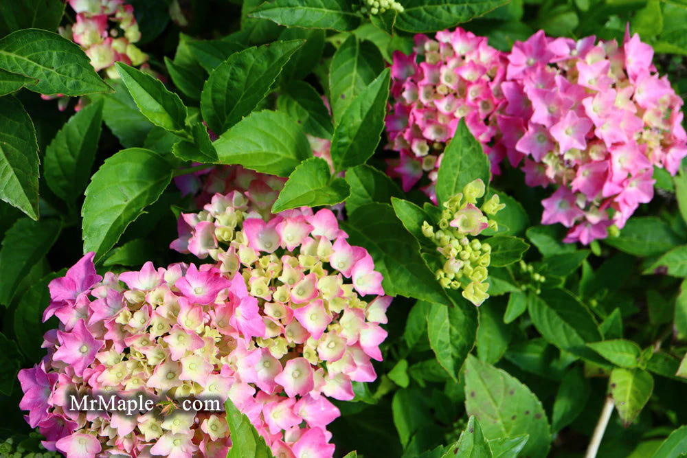 Hydrangea macrophylla 'Pia’ Dwarf Hydrangea - Image 5