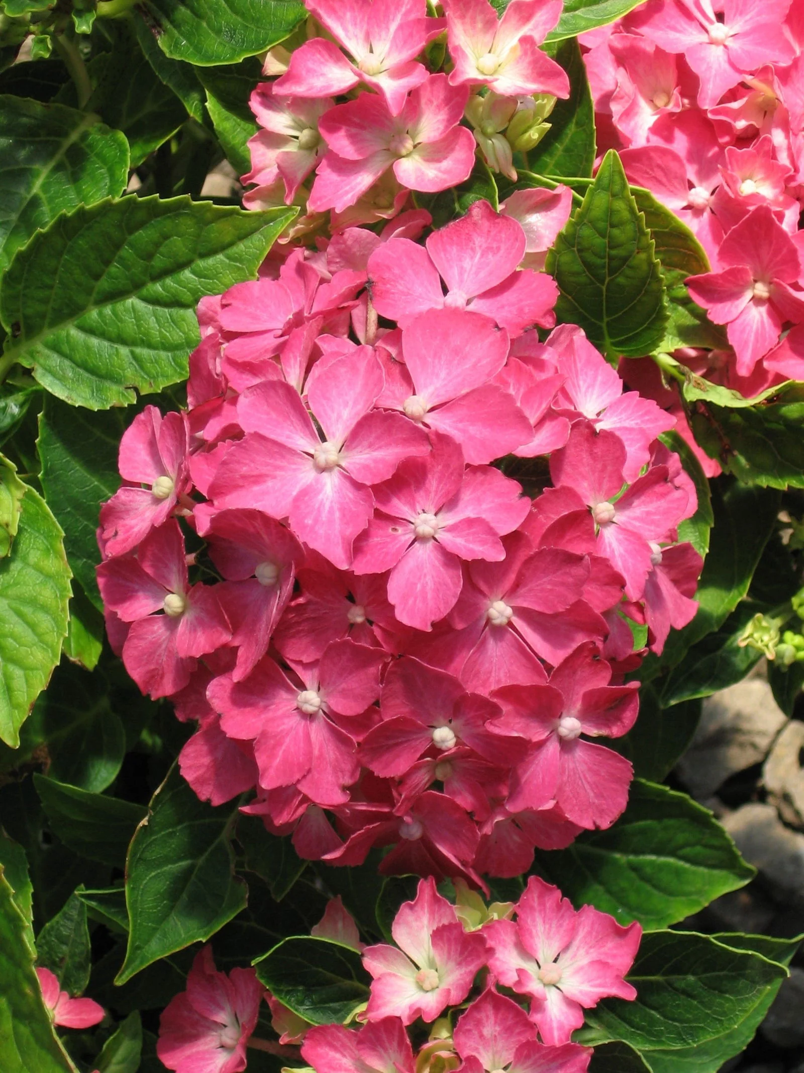 Hydrangea macrophylla 'Pia’ Dwarf Hydrangea - Image 6