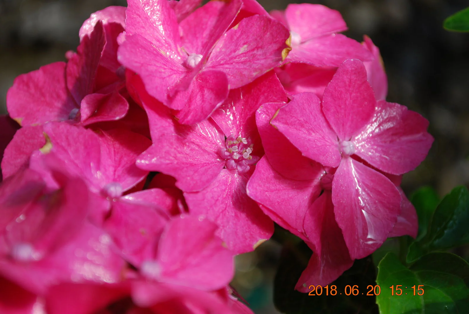Hydrangea macrophylla 'Pia’ Dwarf Hydrangea - Image 7