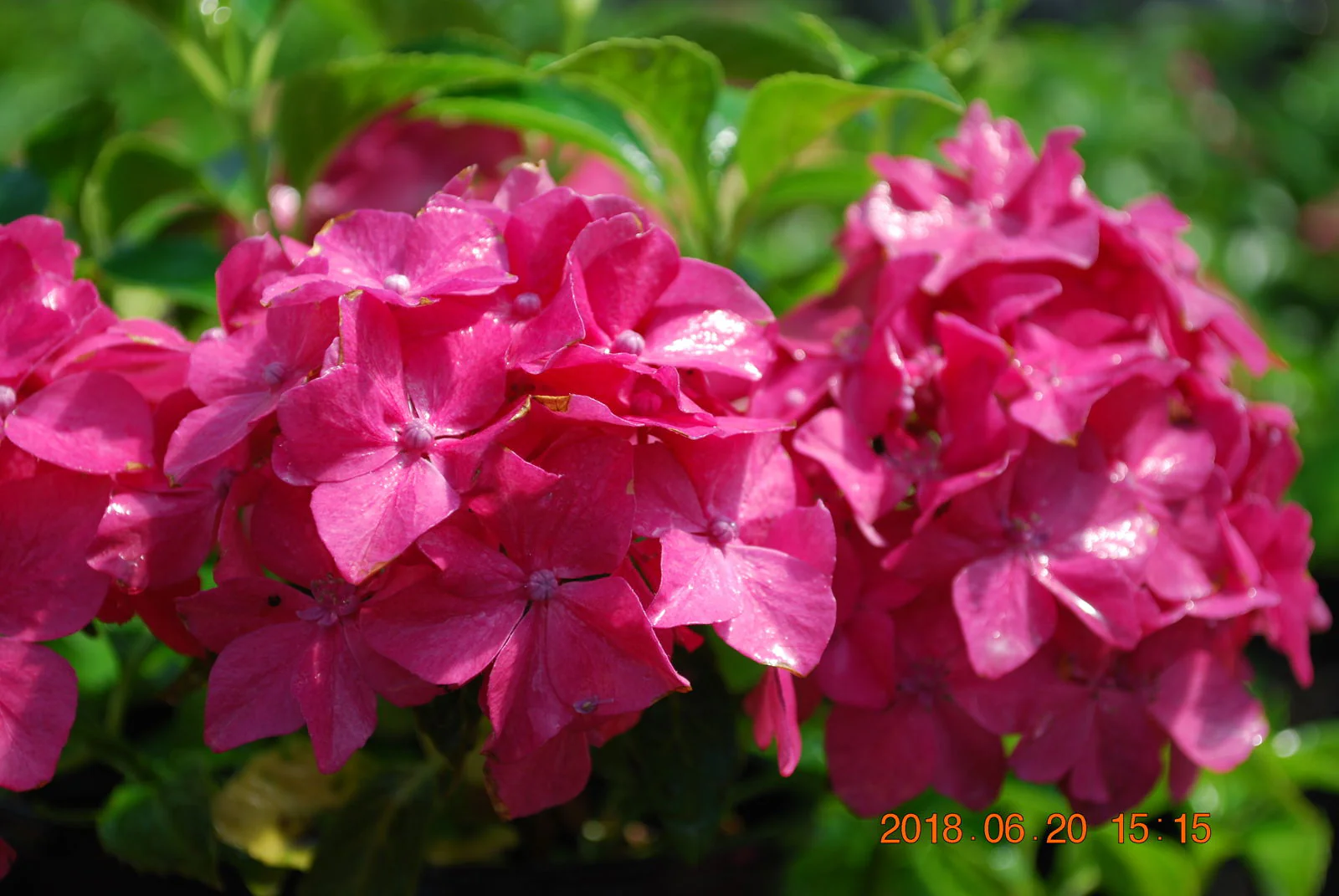 Hydrangea macrophylla 'Pia’ Dwarf Hydrangea - Image 8