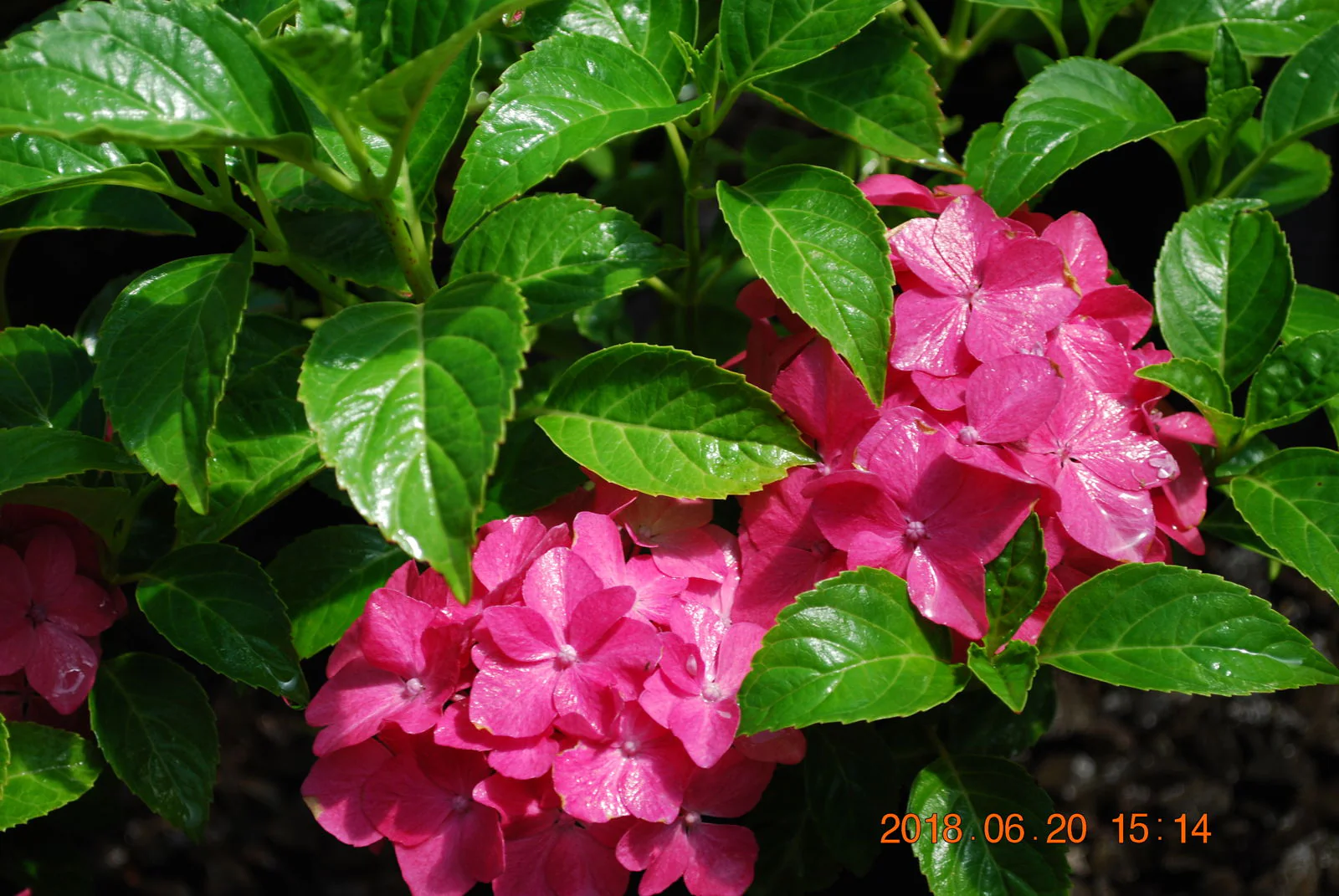 Hydrangea macrophylla 'Pia’ Dwarf Hydrangea - Image 9
