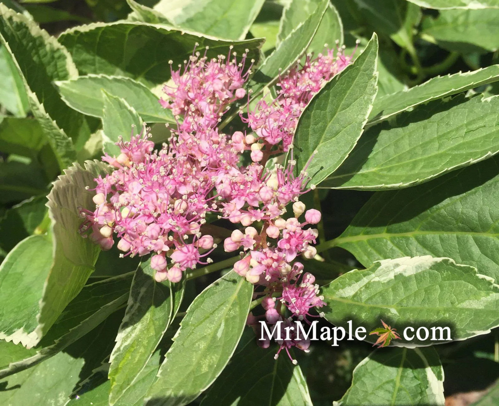 Hydrangea macrophylla 'Variegata' Variegated Lacecap Hydrangea - Image 3