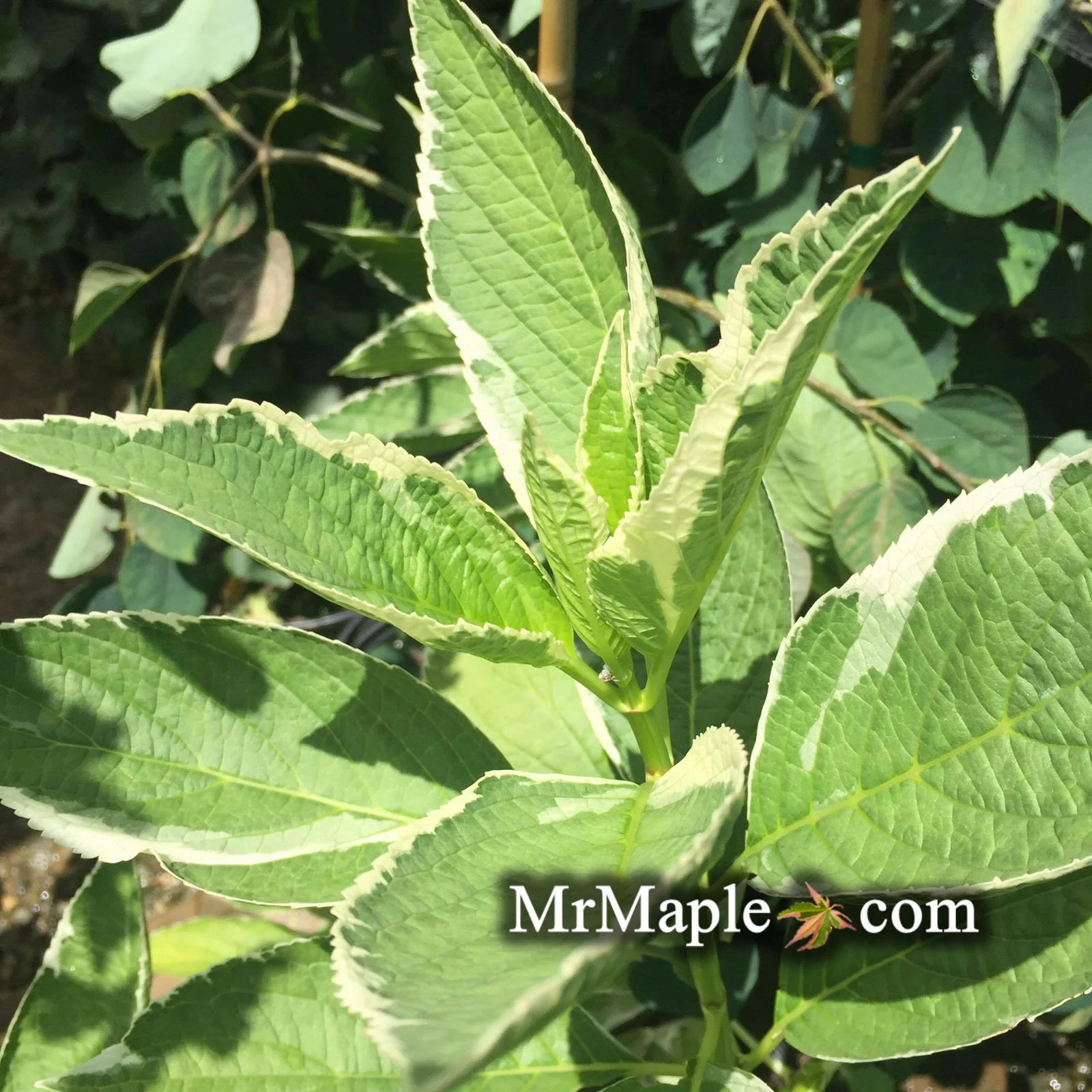 Hydrangea macrophylla 'Variegata' Variegated Lacecap Hydrangea - Image 4