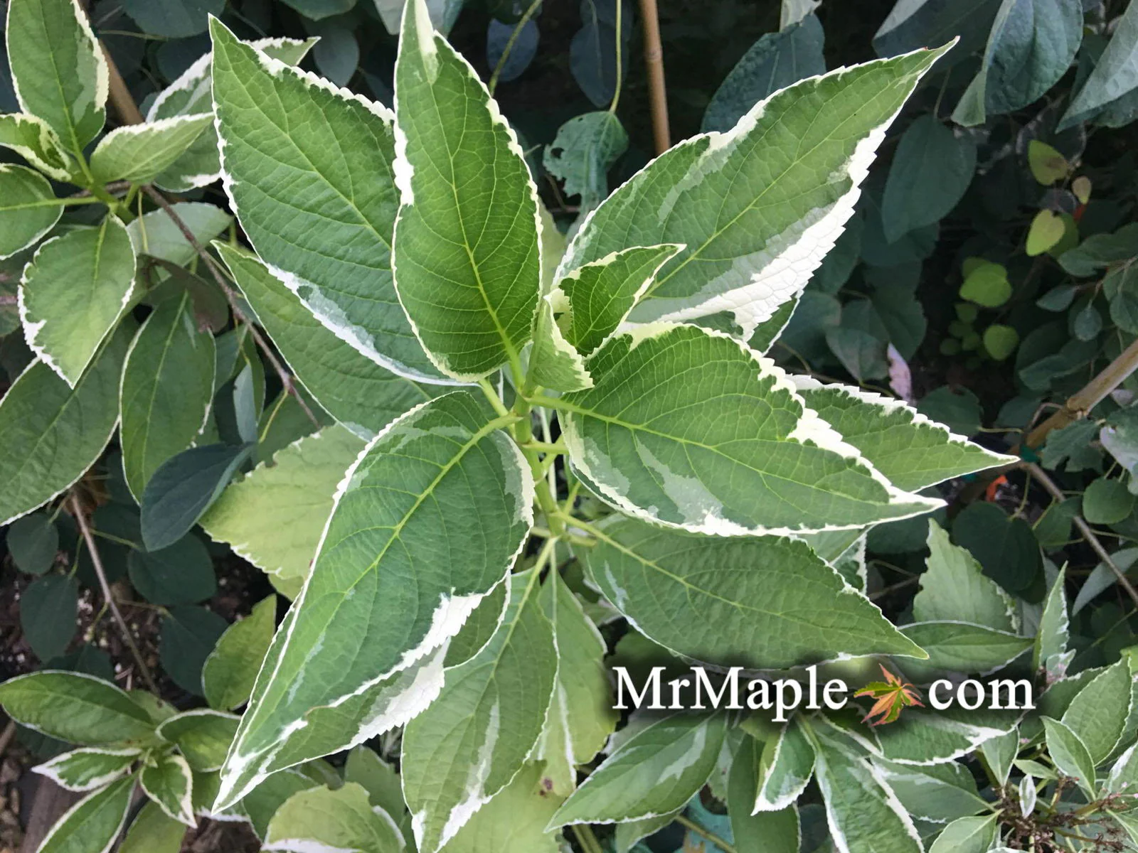 Hydrangea macrophylla 'Variegata' Variegated Lacecap Hydrangea - Image 5