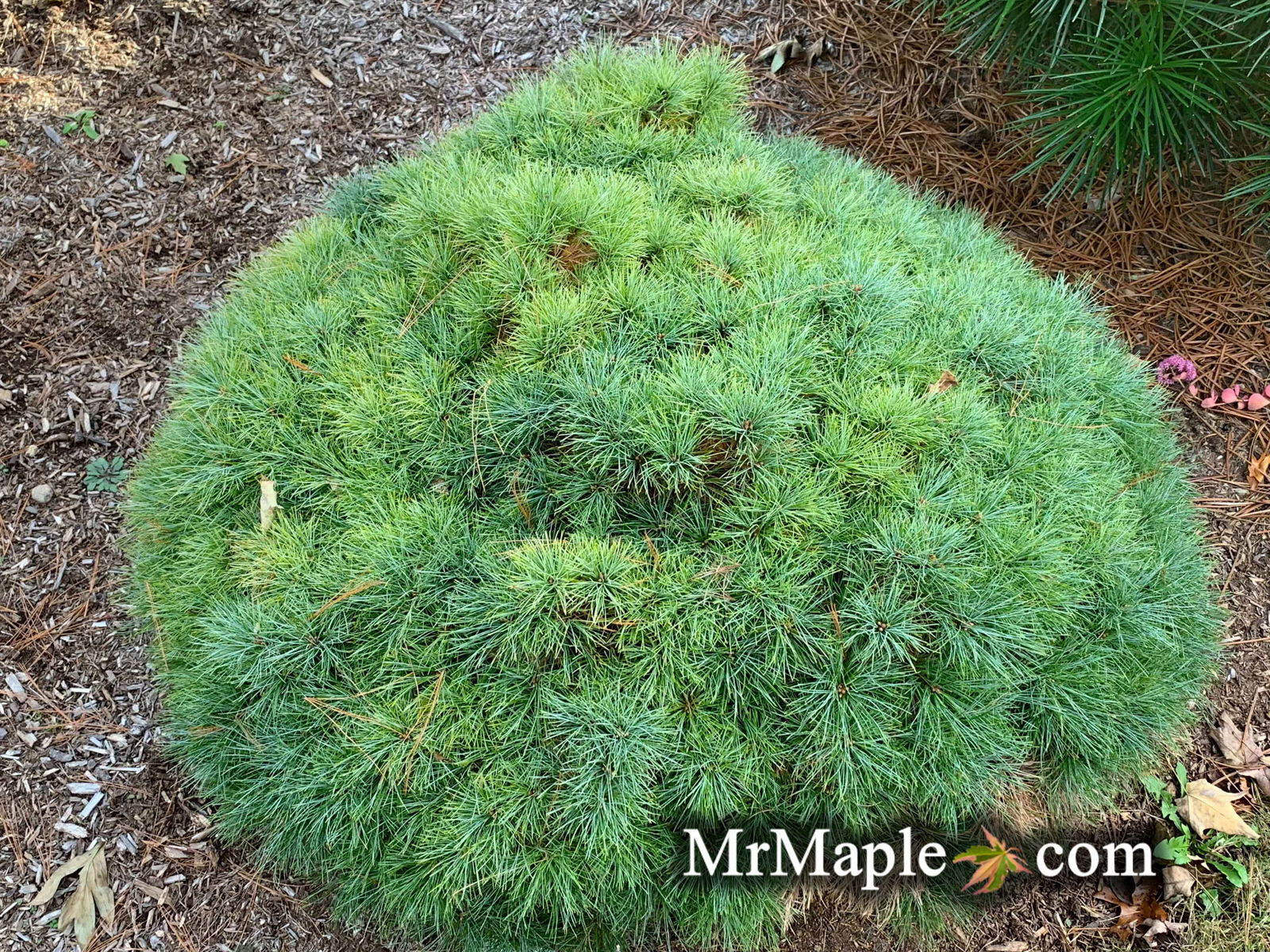Fall is for Planting Sale