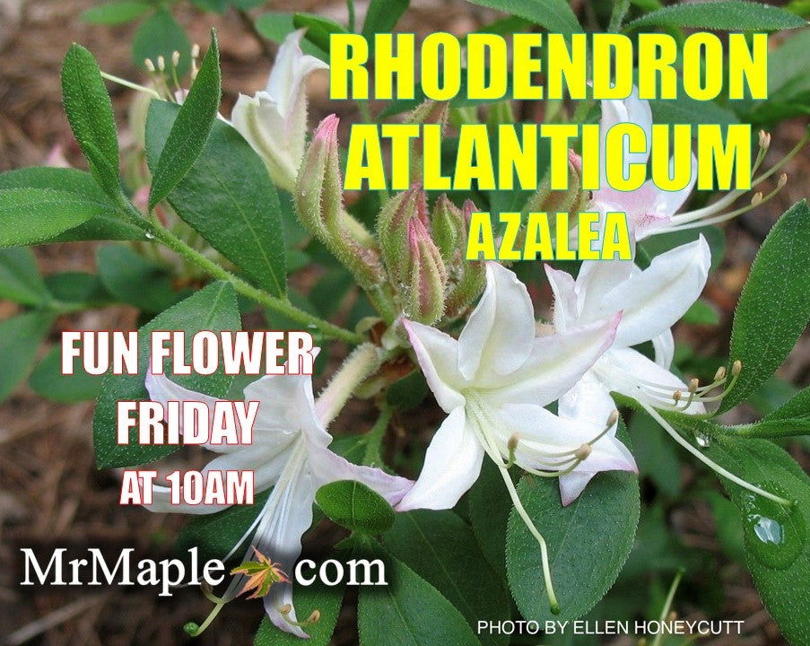 Rhododendron atlanticum Native Coast Azalea - Image 3