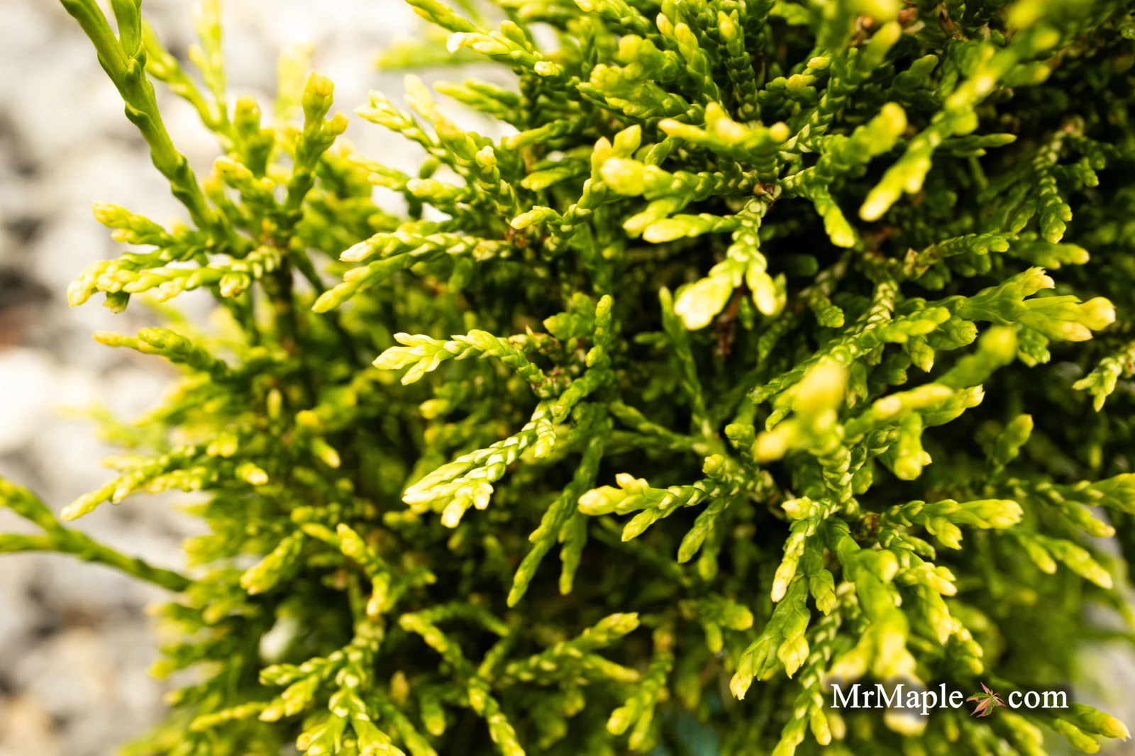 Thuja occidentalis 'Stolwijk' Dwarf Arborvitae - Image 3