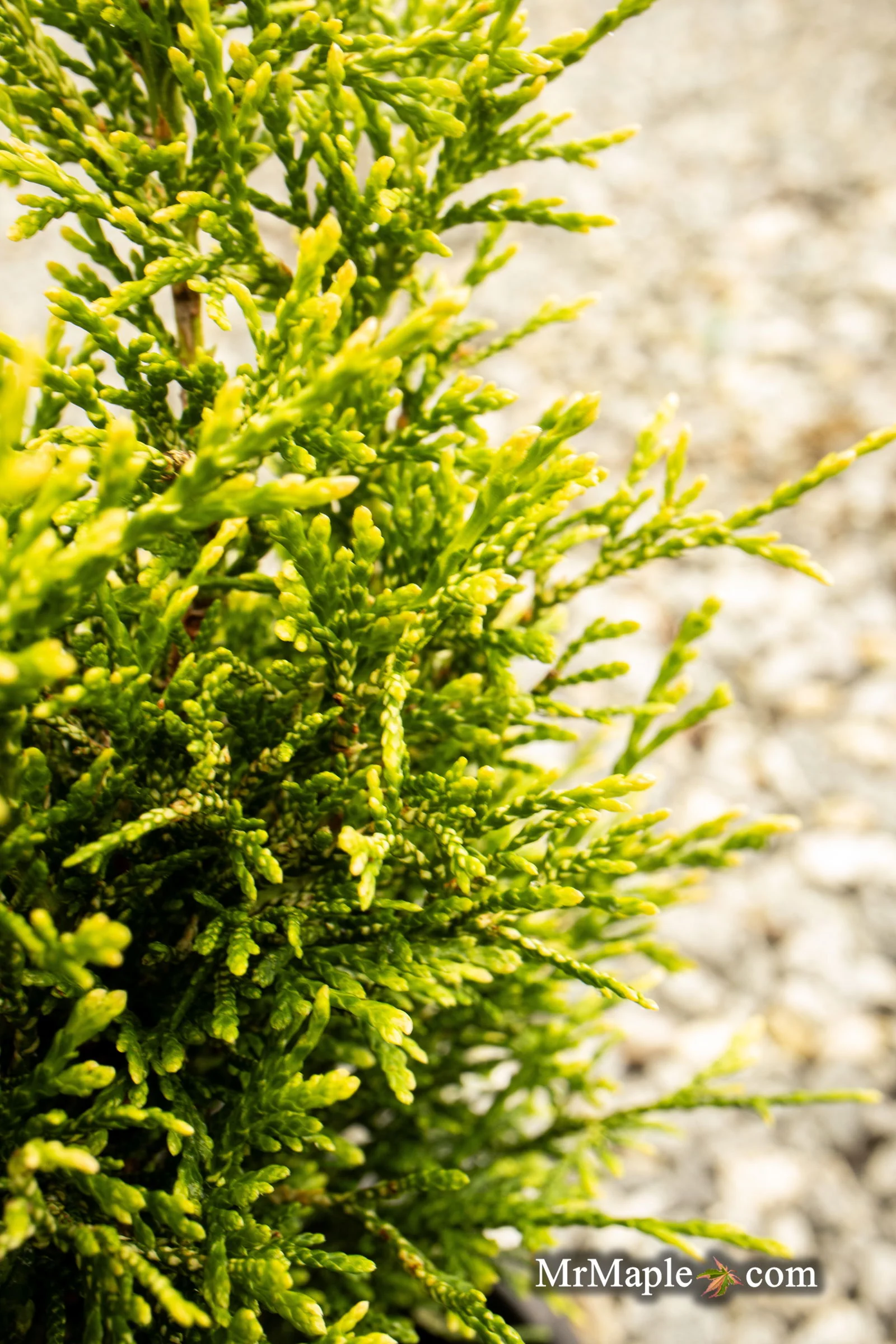 Thuja occidentalis 'Stolwijk' Dwarf Arborvitae - Image 4