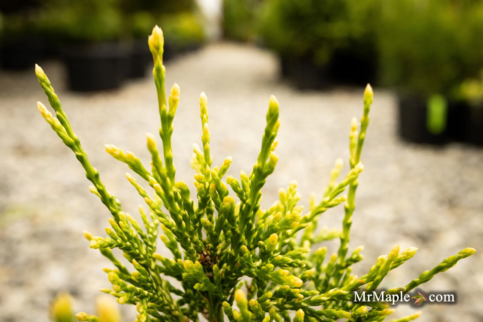 Thuja occidentalis 'Stolwijk' Dwarf Arborvitae - Image 5