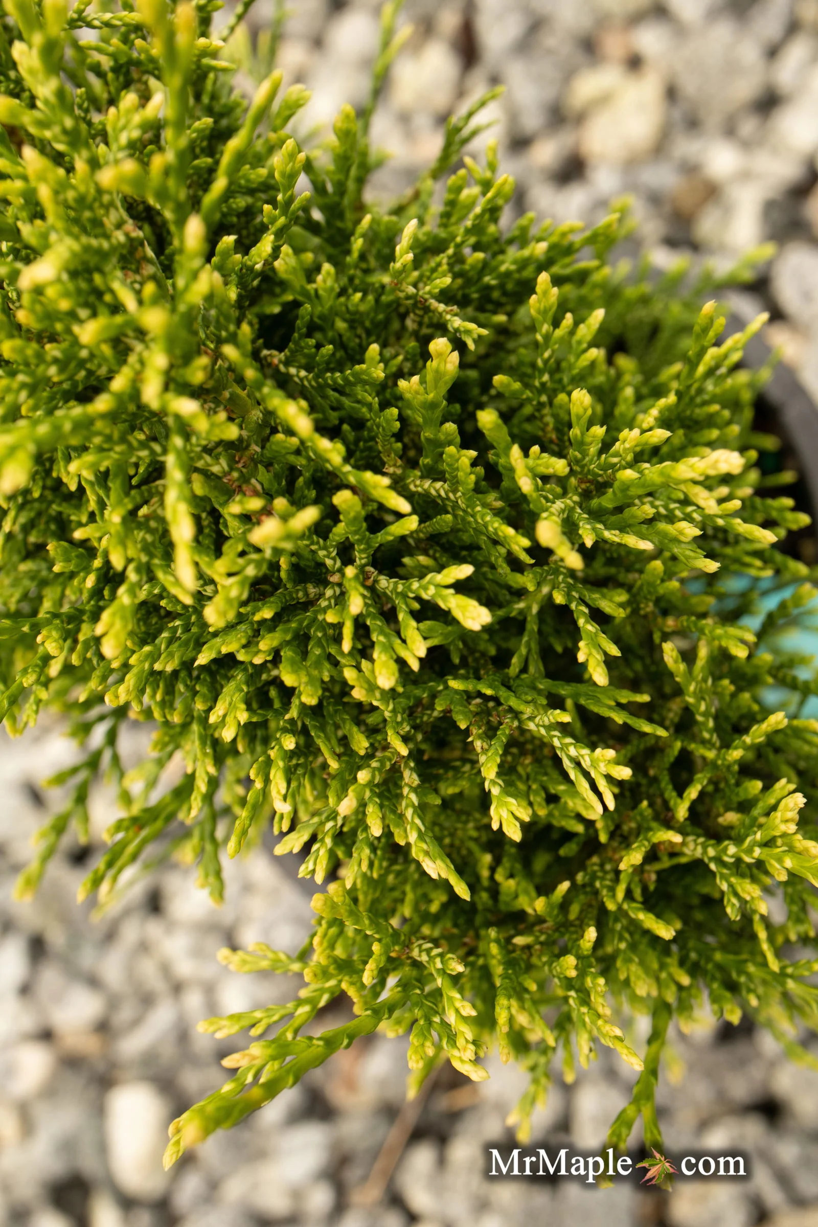 Thuja occidentalis 'Stolwijk' Dwarf Arborvitae - Image 6