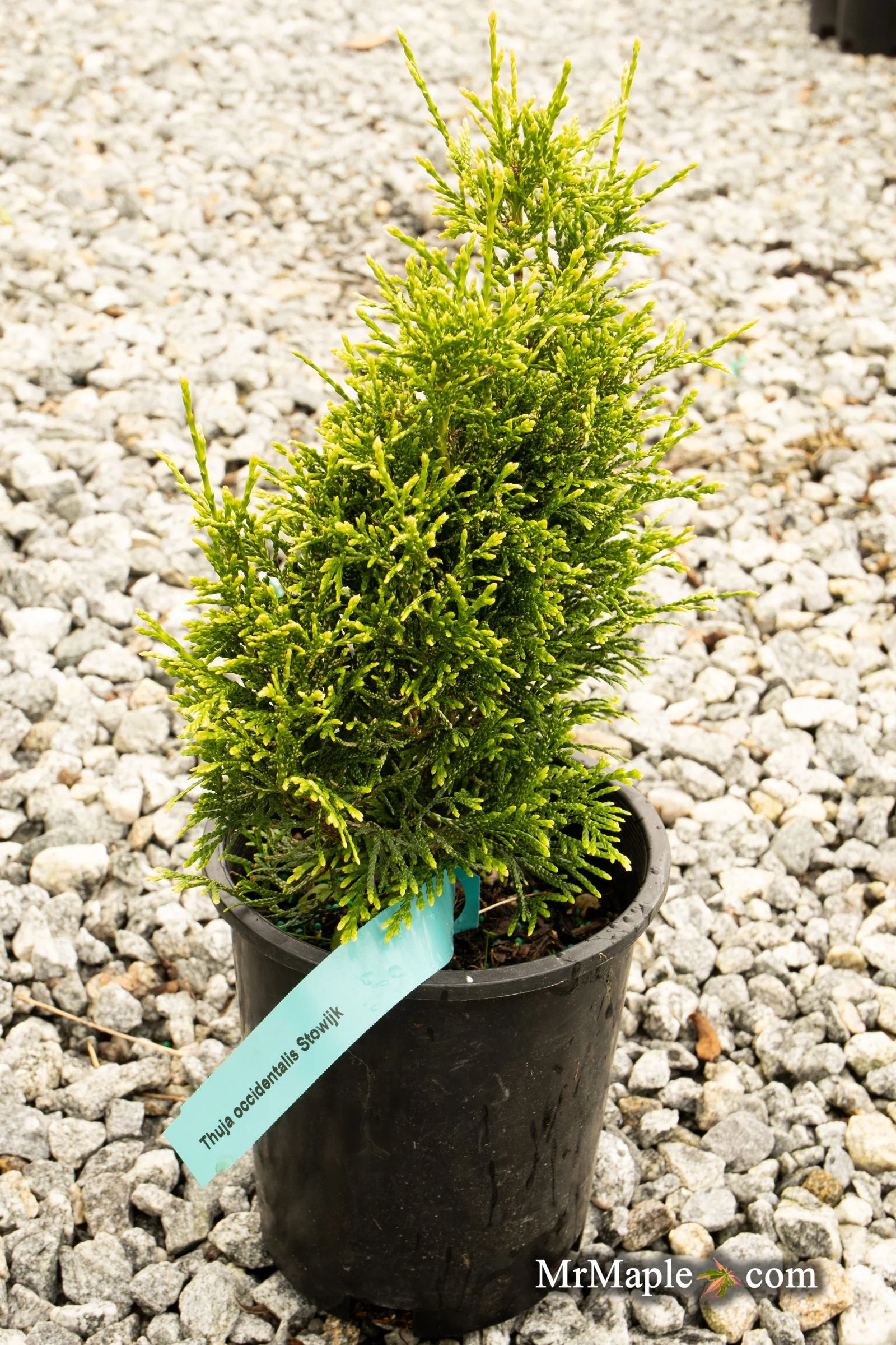 Thuja occidentalis 'Stolwijk' Dwarf Arborvitae - Image 7