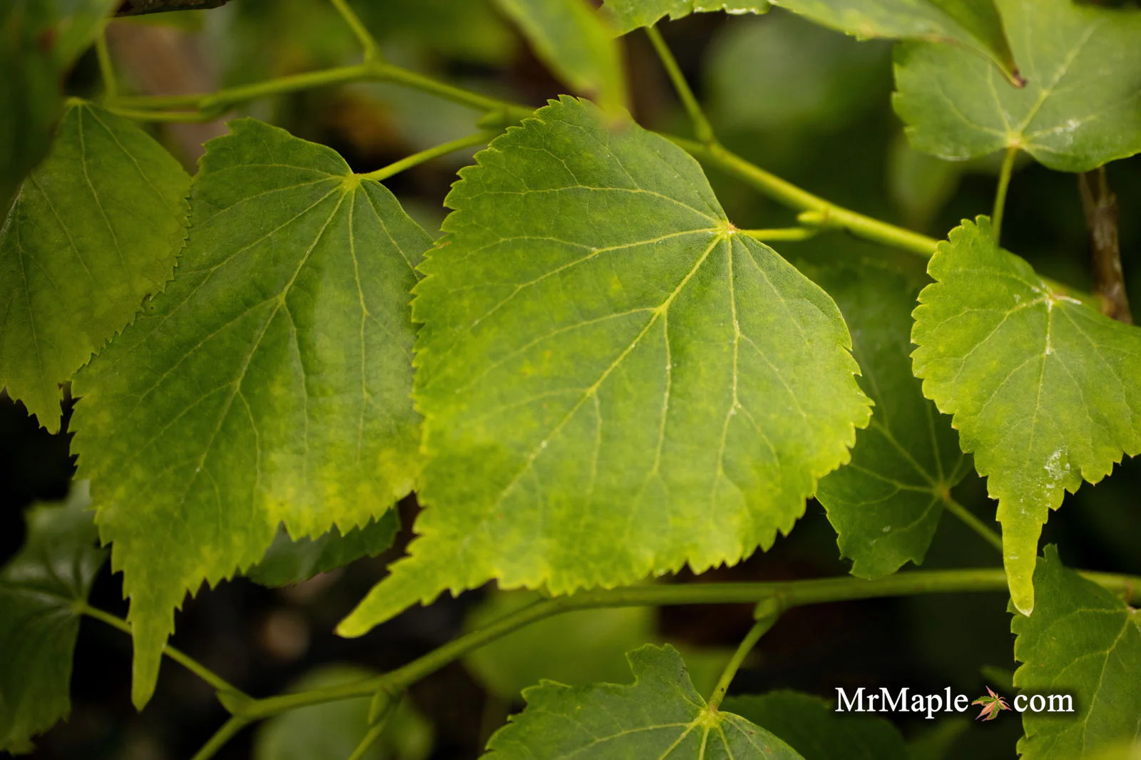 Tilia cordata 'Dwarf Weeper' Weeping Little Leaf Linden - Image 3
