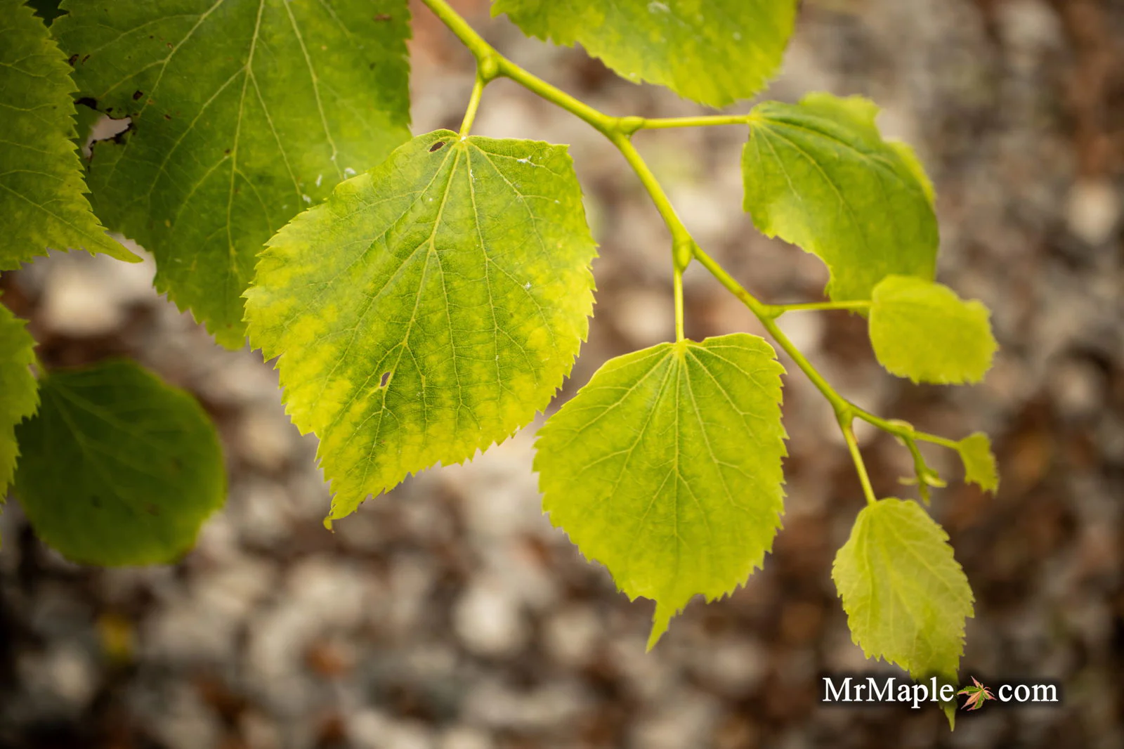 Tilia cordata 'Dwarf Weeper' Weeping Little Leaf Linden - Image 4