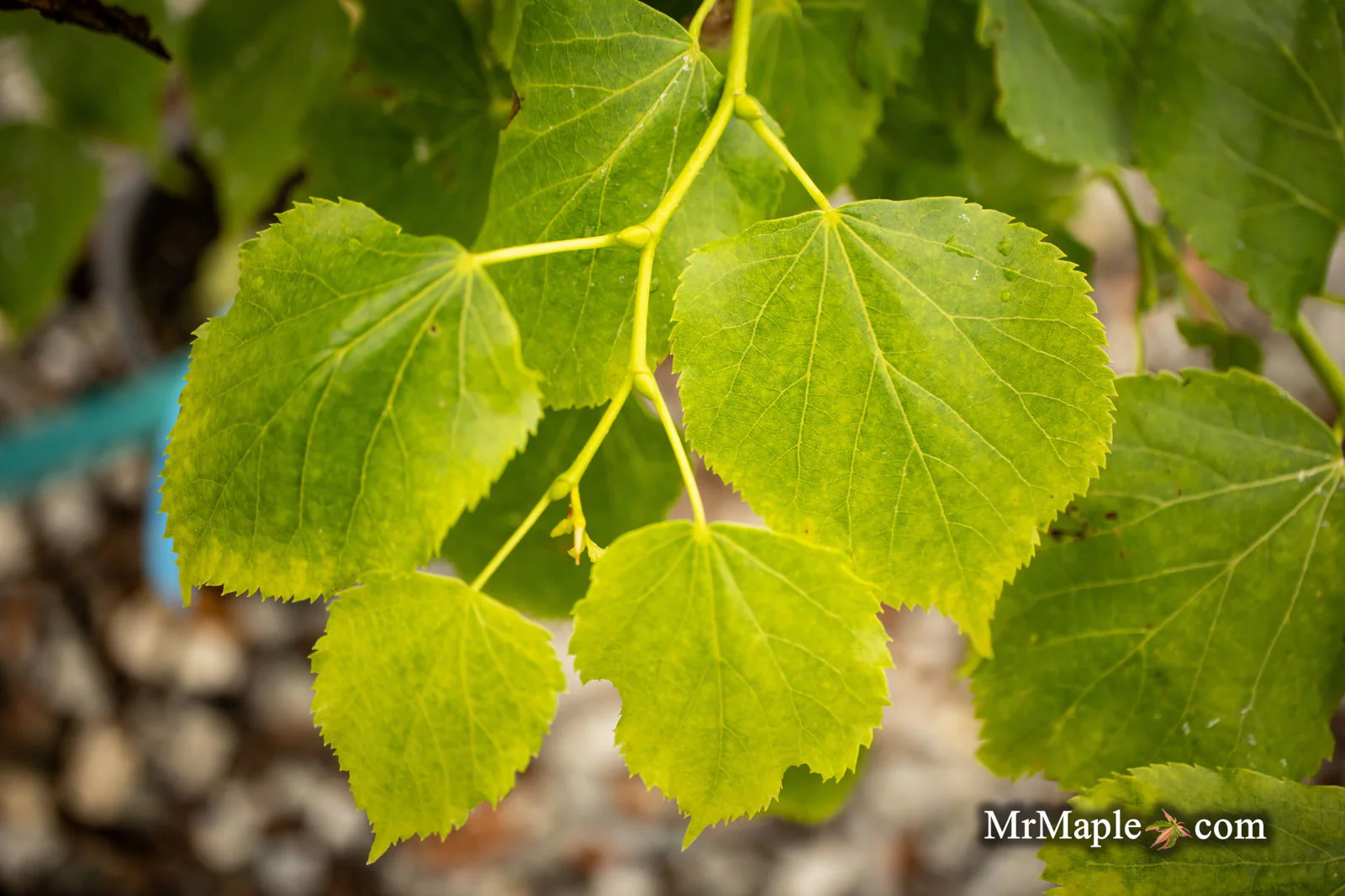 Tilia cordata 'Dwarf Weeper' Weeping Little Leaf Linden - Image 5