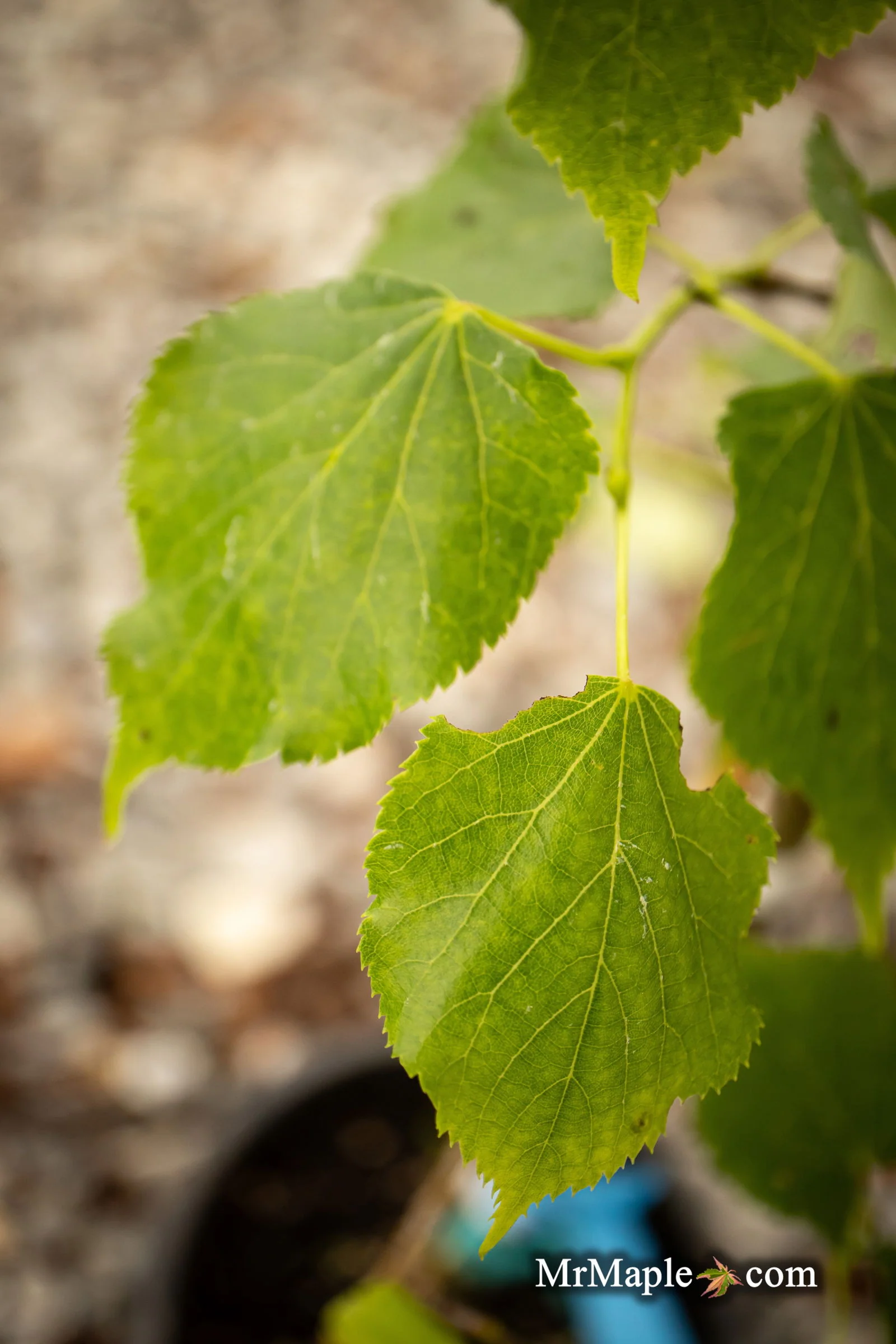 Tilia cordata 'Dwarf Weeper' Weeping Little Leaf Linden - Image 6