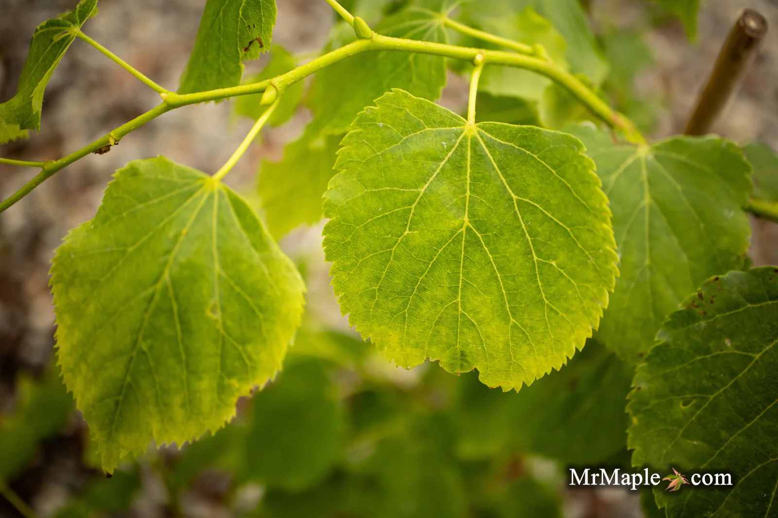Tilia cordata 'Dwarf Weeper' Weeping Little Leaf Linden - Image 7