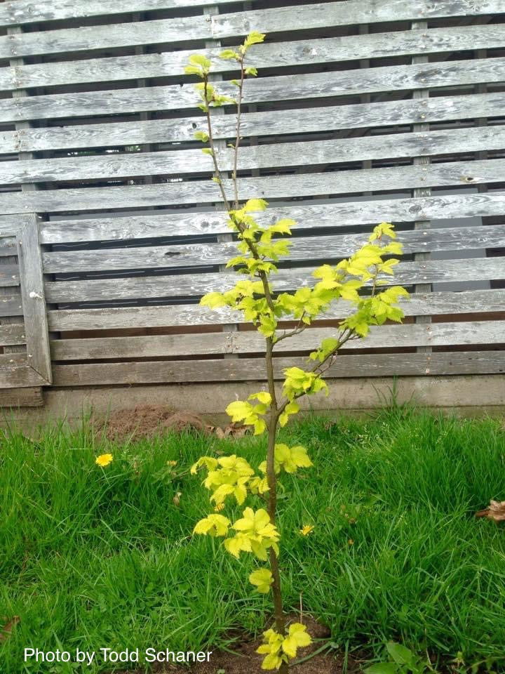 Ulmus x hollandica 'Wredei' Golden Elm - Image 10