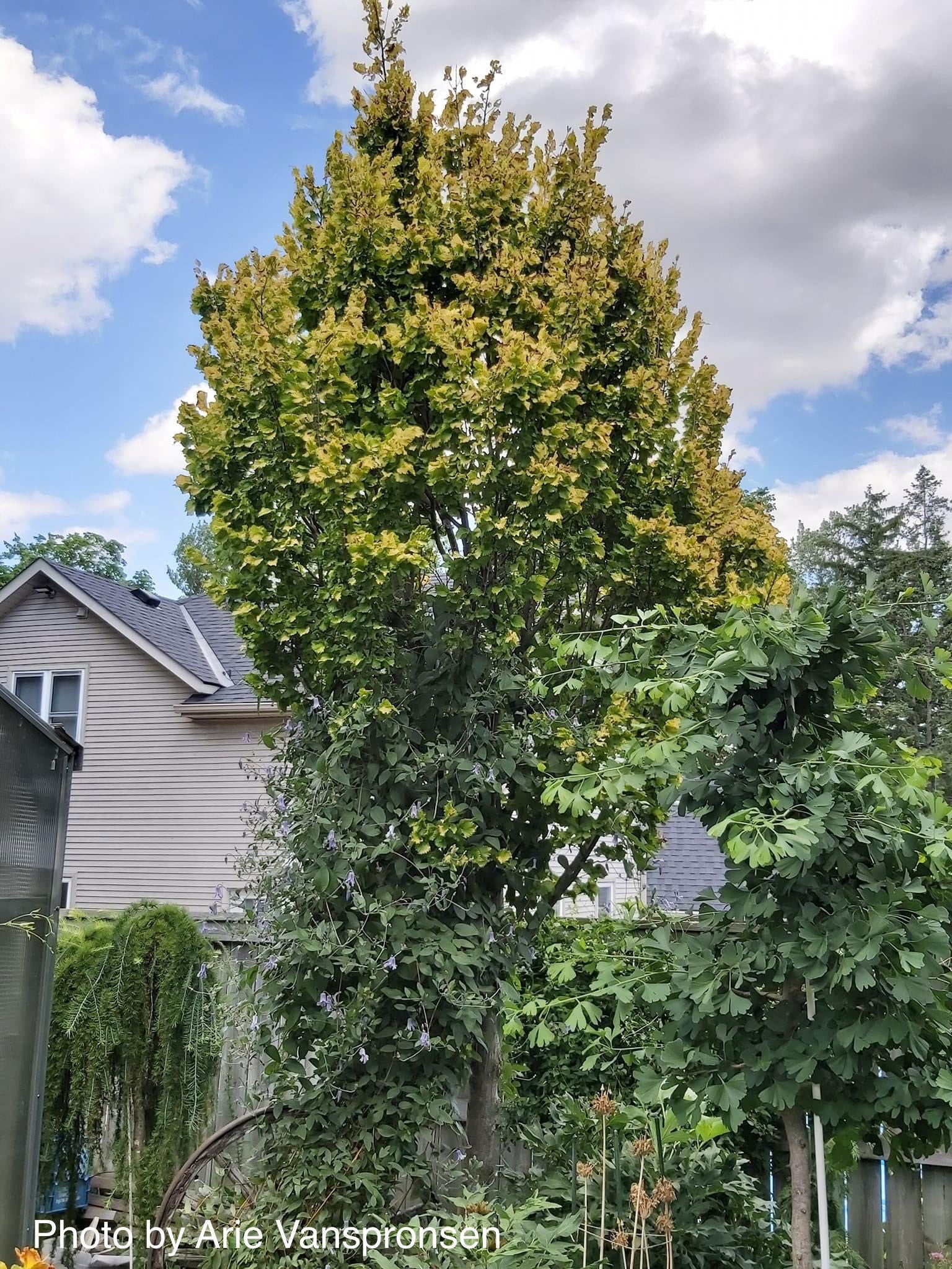 Ulmus x hollandica 'Wredei' Golden Elm - Image 11
