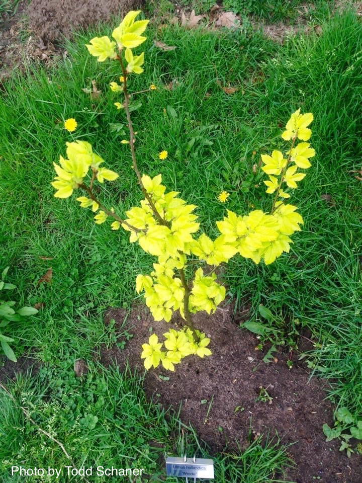 Ulmus x hollandica 'Wredei' Golden Elm - Image 12