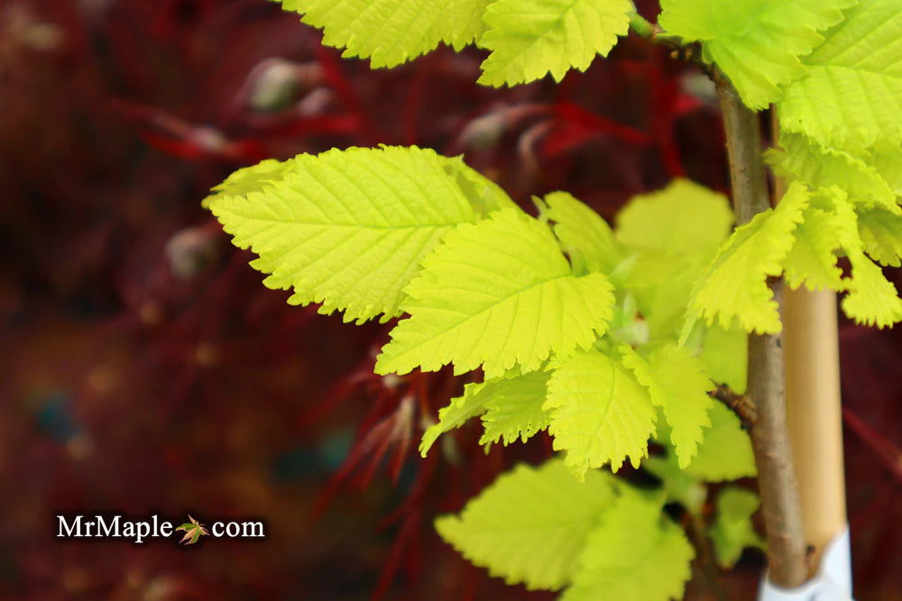 Ulmus x hollandica 'Wredei' Golden Elm - Image 13