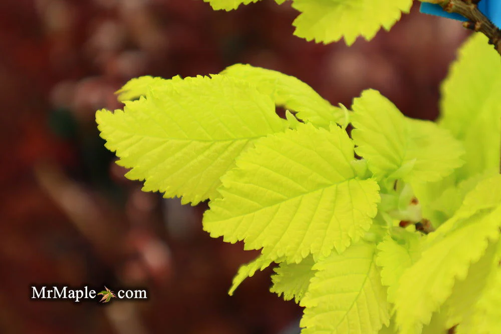 Ulmus x hollandica 'Wredei' Golden Elm - Image 14