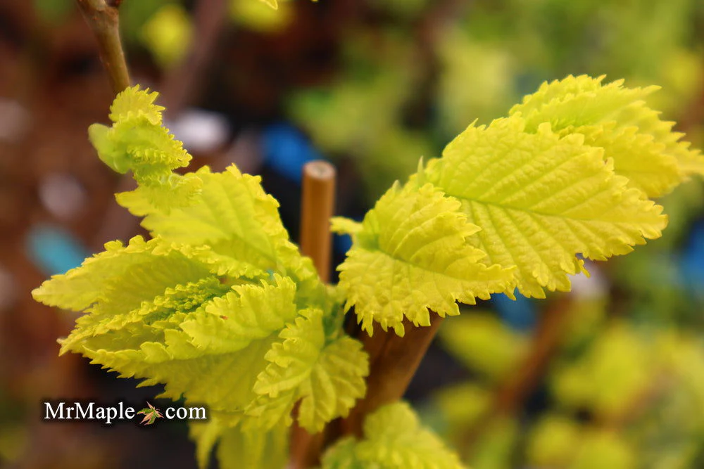 Ulmus x hollandica 'Wredei' Golden Elm - Image 15