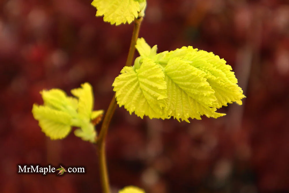 Ulmus x hollandica 'Wredei' Golden Elm - Image 16