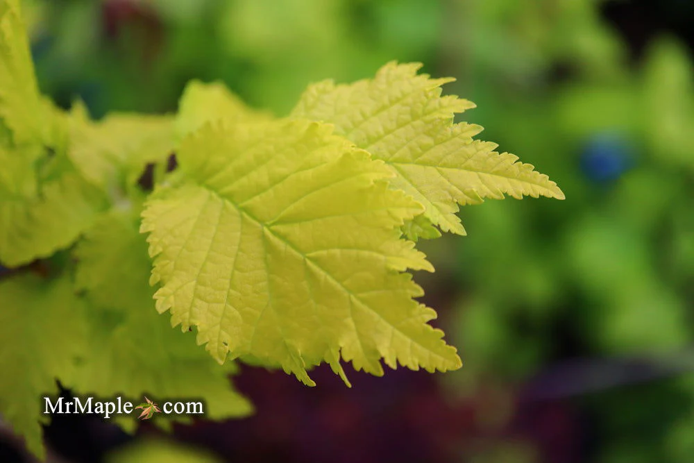 Ulmus x hollandica 'Wredei' Golden Elm - Image 3