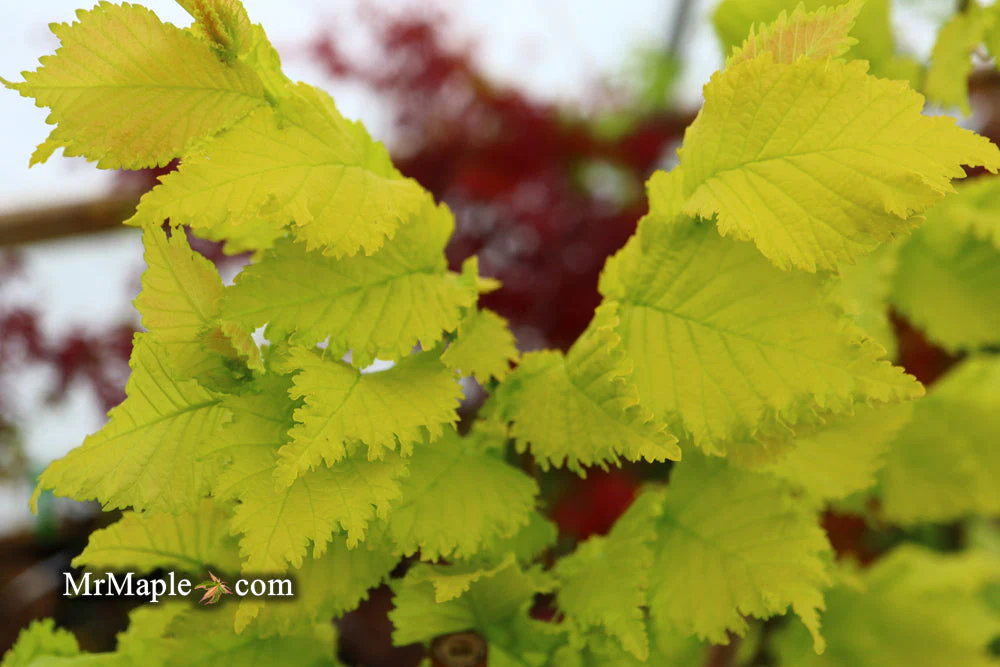 Ulmus x hollandica 'Wredei' Golden Elm - Image 4