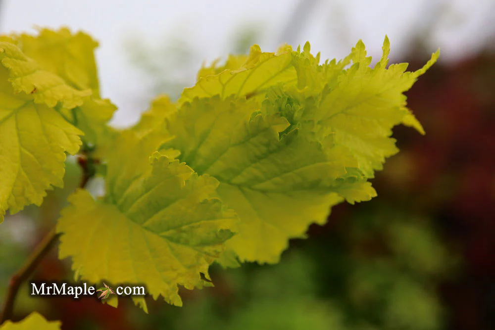 Ulmus x hollandica 'Wredei' Golden Elm - Image 6