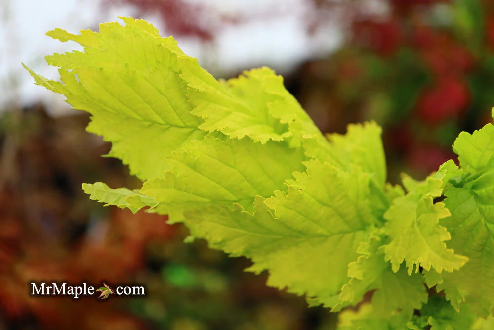 Ulmus x hollandica 'Wredei' Golden Elm - Image 7
