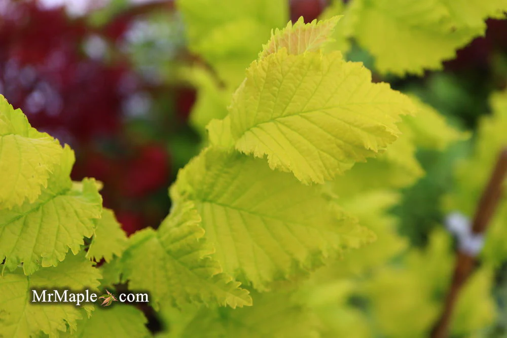 Ulmus x hollandica 'Wredei' Golden Elm - Image 8