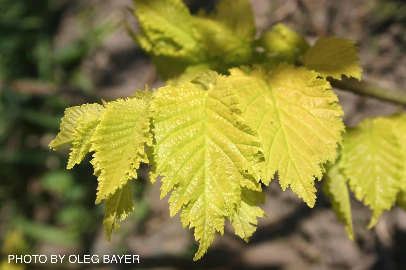 Ulmus x hollandica 'Wredei' Golden Elm - Image 9