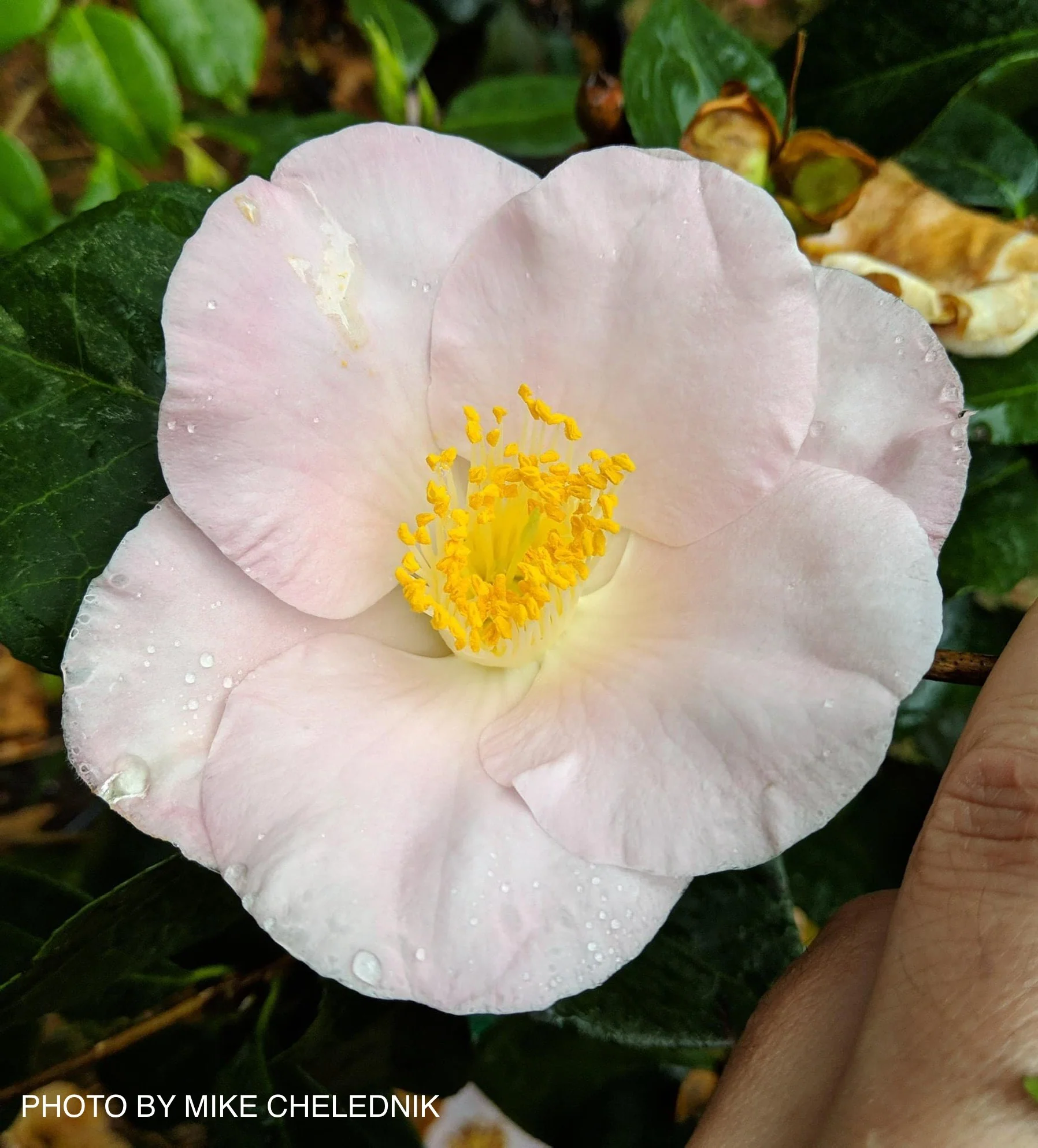 Camellia japonica 'Autumn Mist' Pink Flowering Camellia - Image 3