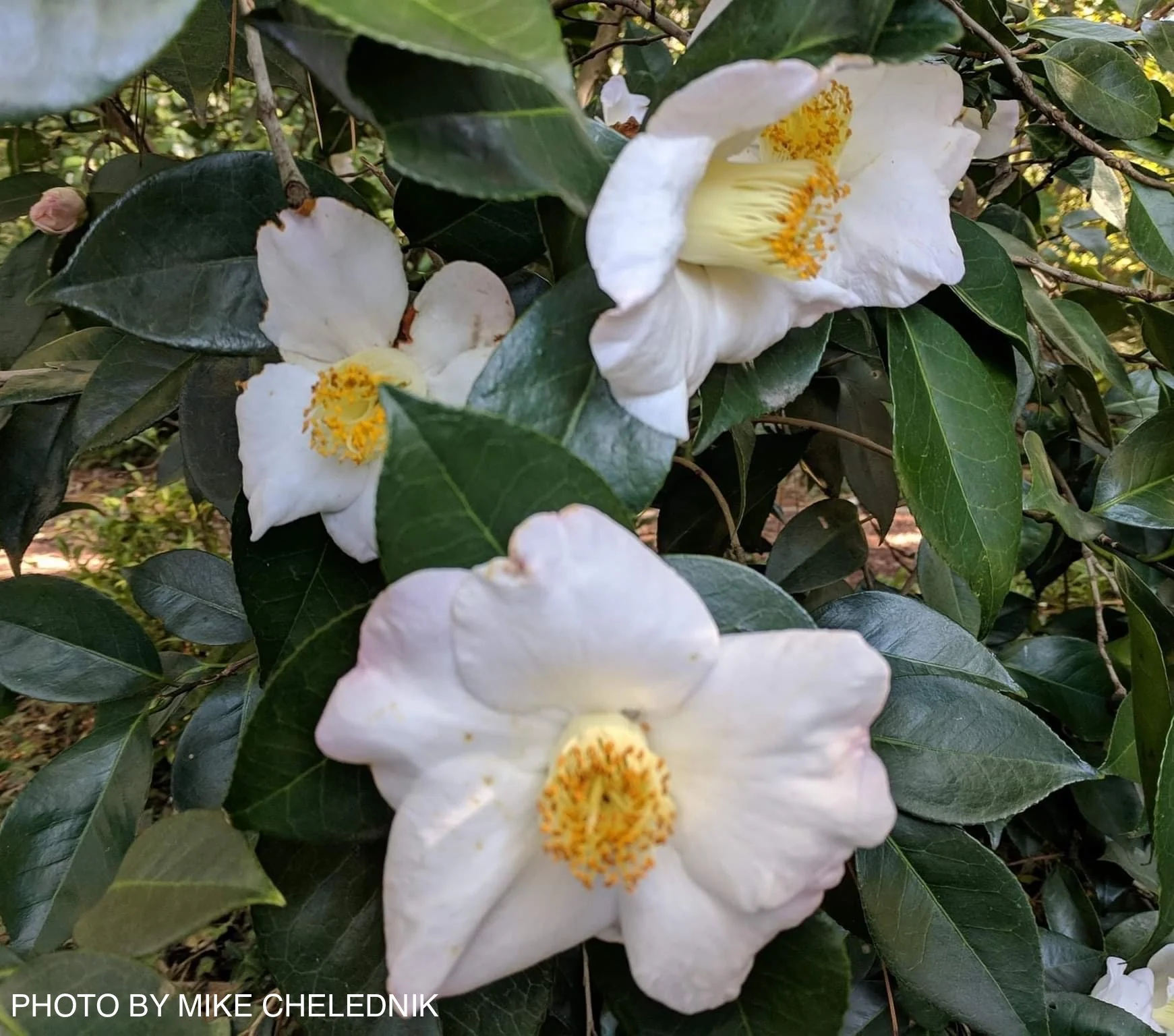 Camellia japonica 'Autumn Mist' Pink Flowering Camellia - Image 4