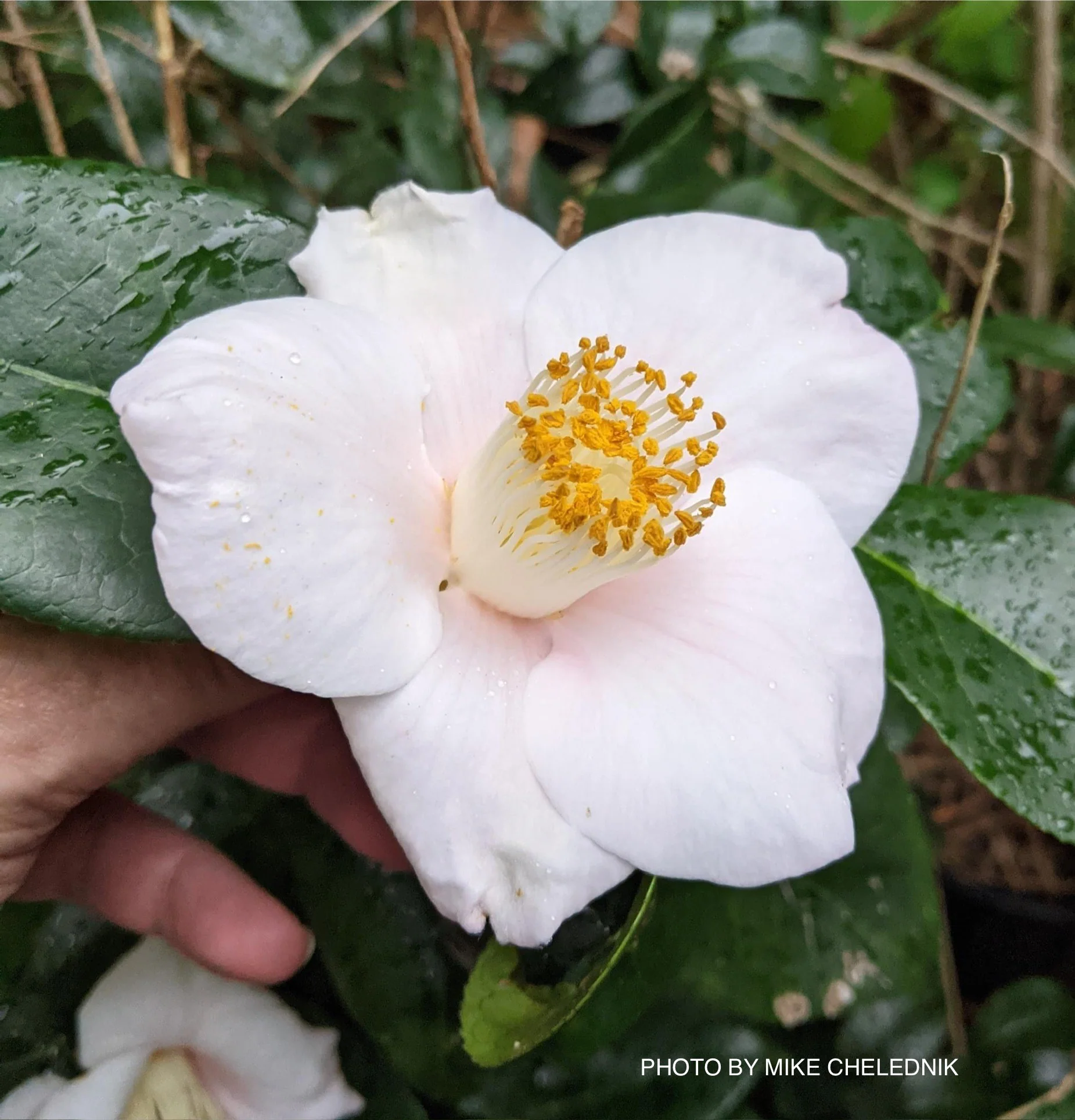 Camellia japonica 'Autumn Mist' Pink Flowering Camellia - Image 5