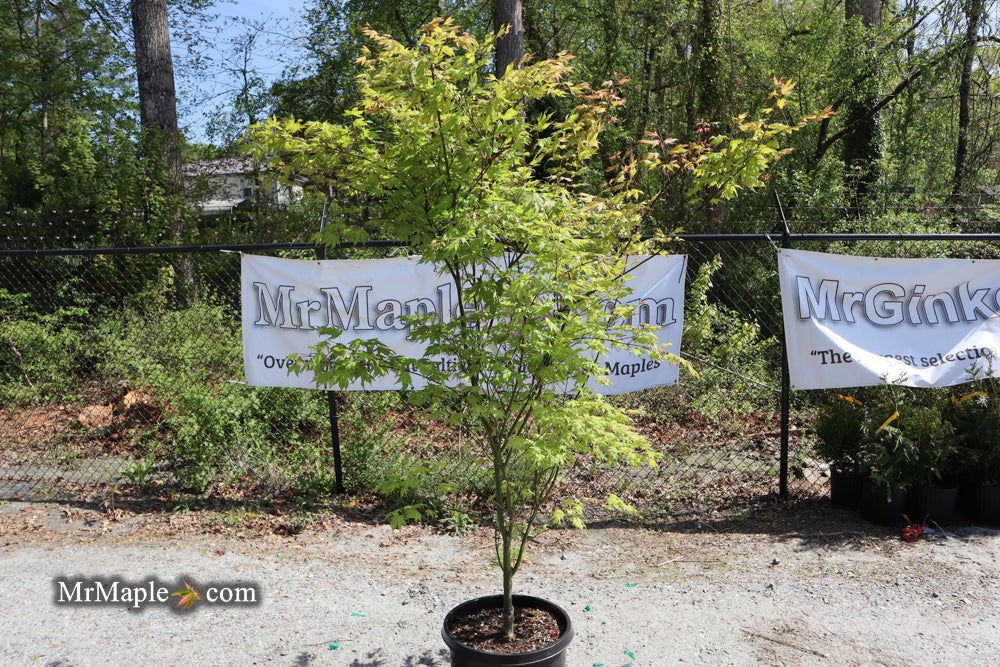 FOR PICKUP ONLY | Acer palmatum 'Sawa chidori' Japanese Maple | DOES NOT SHIP - Image 3