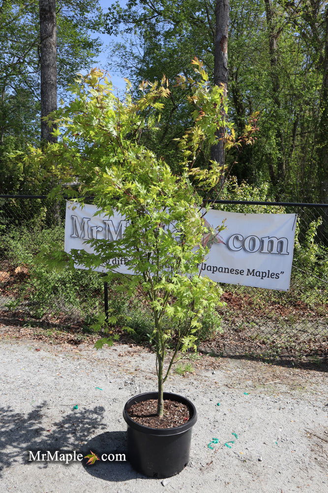 FOR PICKUP ONLY | Acer palmatum 'Sawa chidori' Japanese Maple | DOES NOT SHIP - Image 4