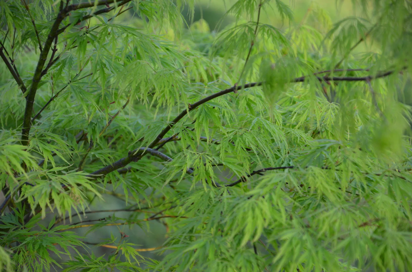 FOR PICKUP ONLY | Acer palmatum 'Viridis' Japanese Maple | DOES NOT SHIP - Image 11