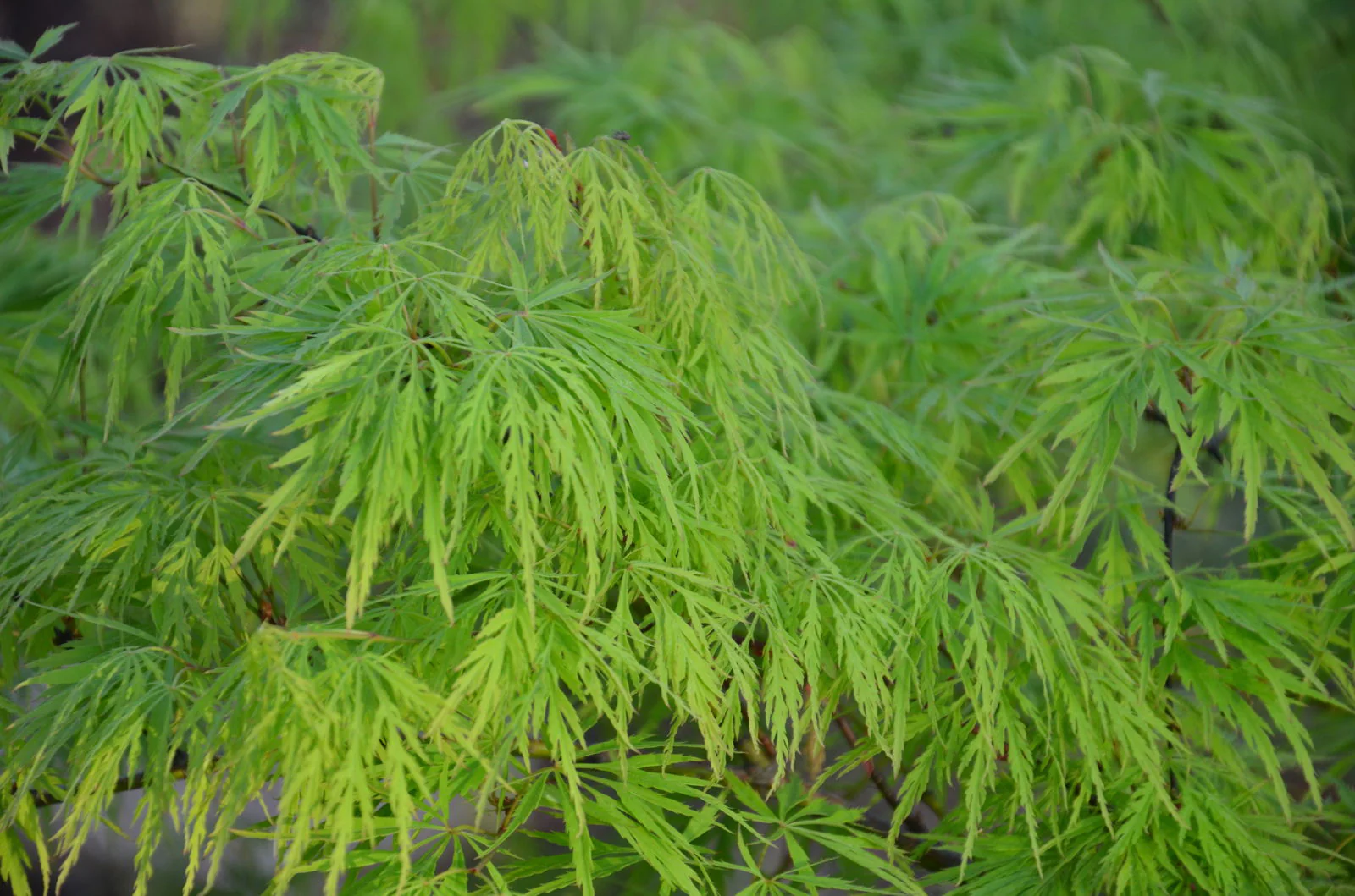 FOR PICKUP ONLY | Acer palmatum 'Viridis' Japanese Maple | DOES NOT SHIP - Image 12