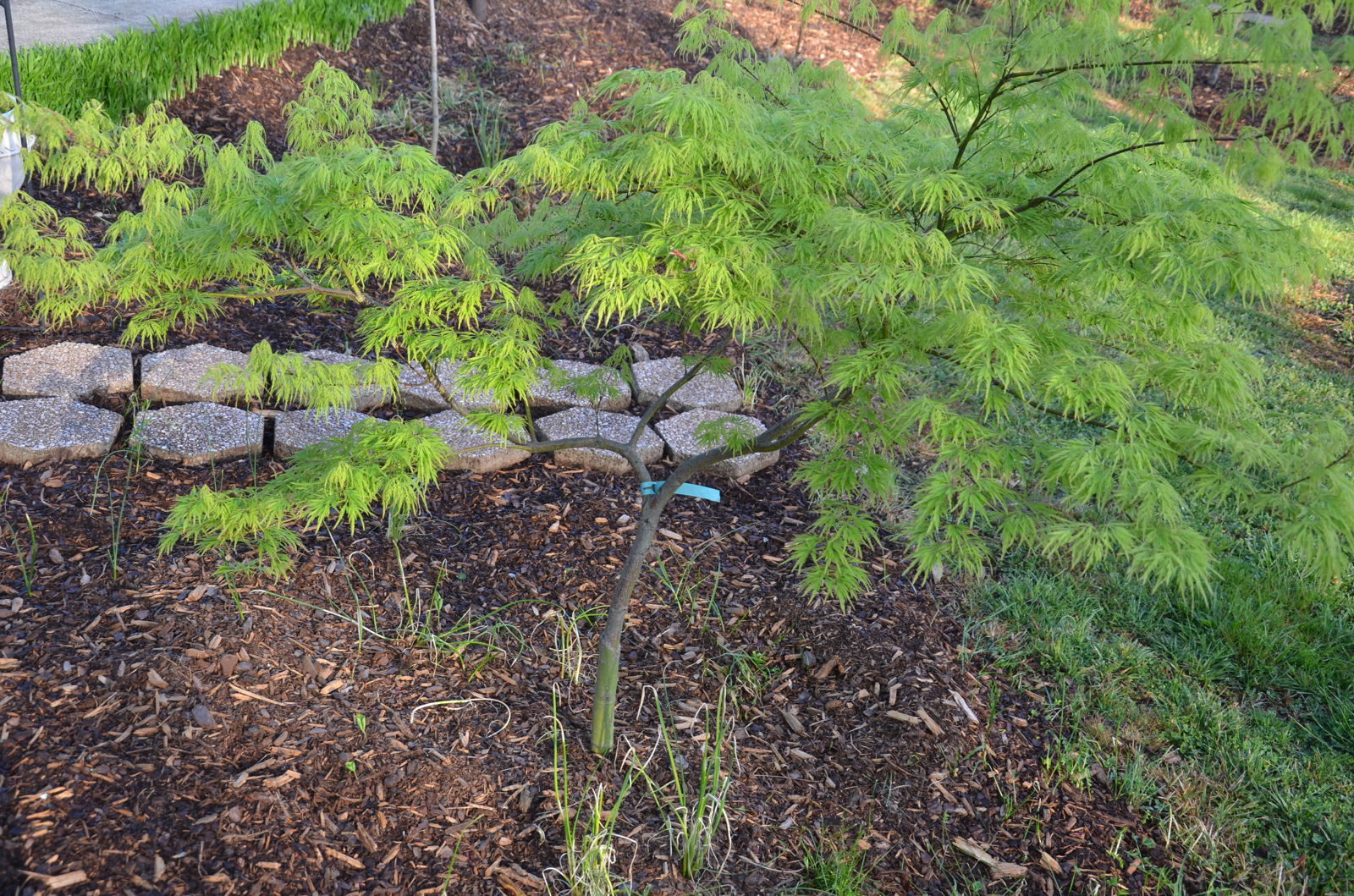 FOR PICKUP ONLY | Acer palmatum 'Viridis' Japanese Maple | DOES NOT SHIP - Image 13