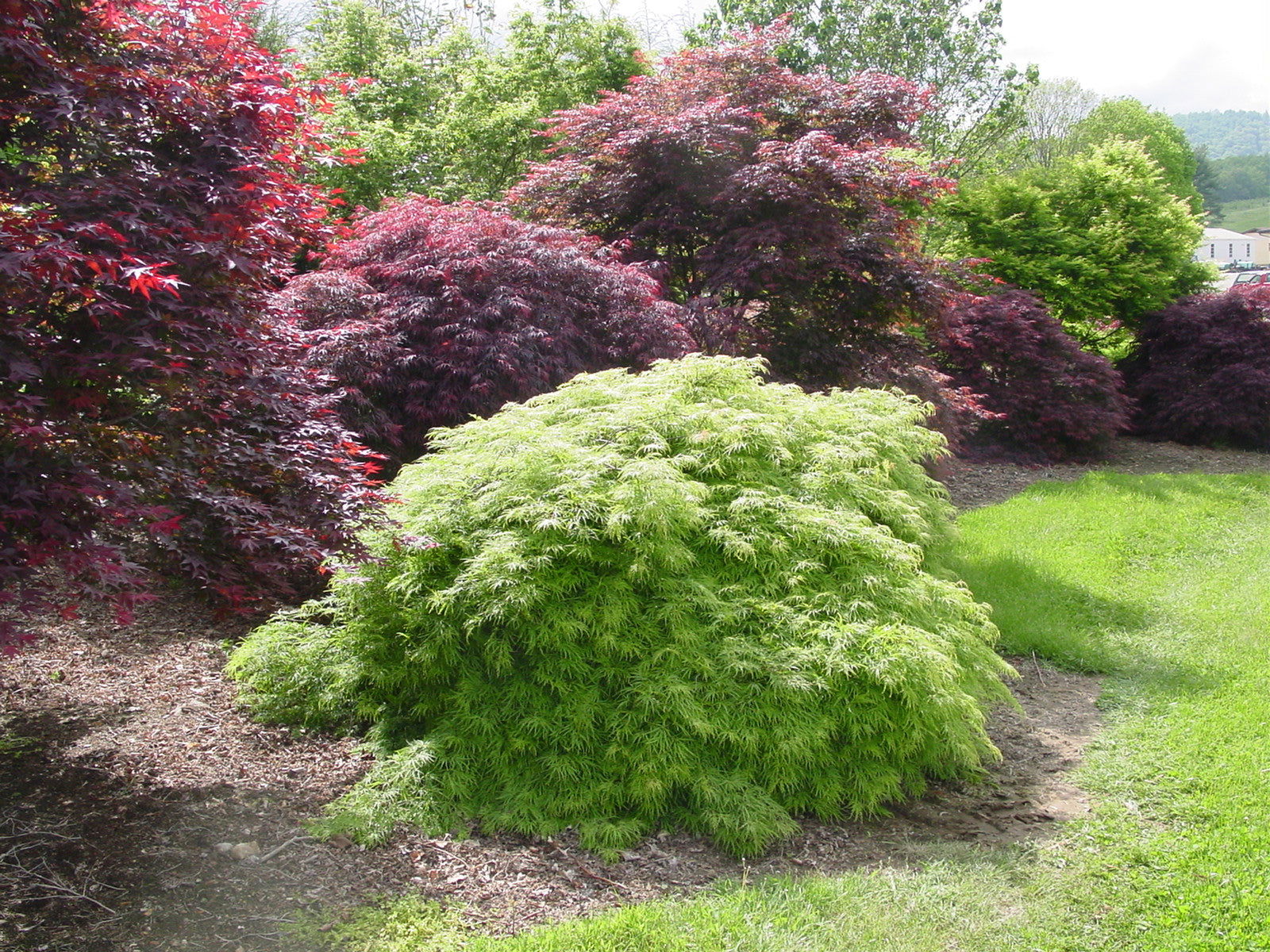 FOR PICKUP ONLY | Acer palmatum 'Viridis' Japanese Maple | DOES NOT SHIP - Image 14