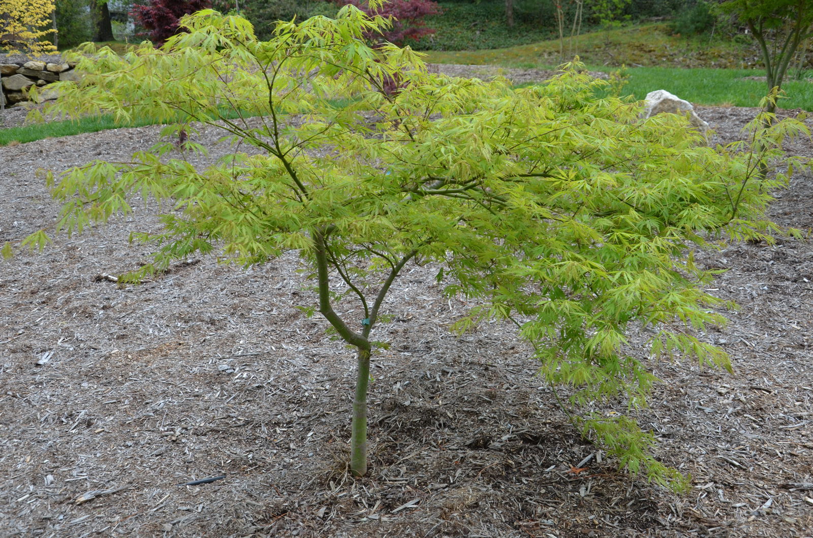 FOR PICKUP ONLY | Acer palmatum 'Viridis' Japanese Maple | DOES NOT SHIP - Image 15