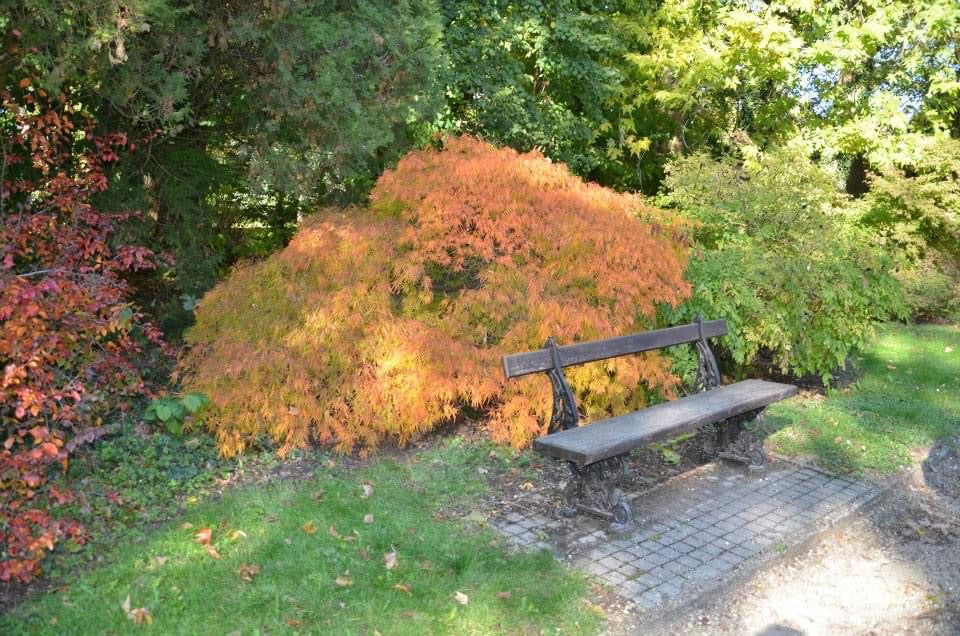 FOR PICKUP ONLY | Acer palmatum 'Viridis' Japanese Maple | DOES NOT SHIP - Image 16