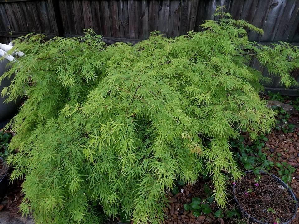 FOR PICKUP ONLY | Acer palmatum 'Viridis' Japanese Maple | DOES NOT SHIP - Image 17