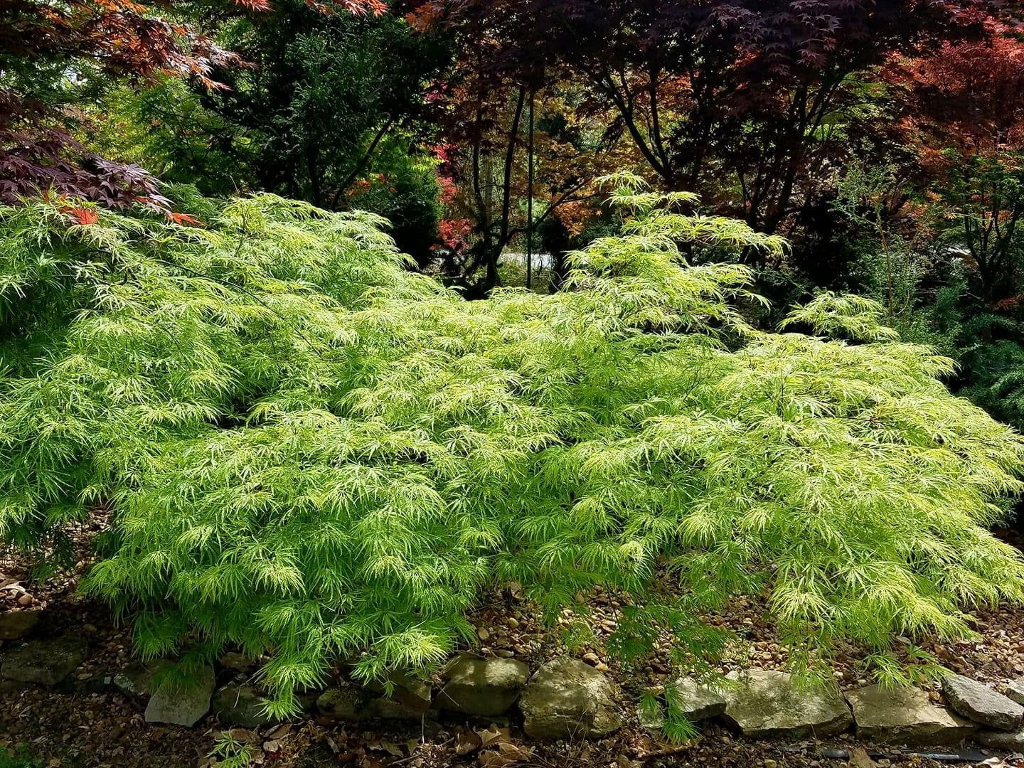 FOR PICKUP ONLY | Acer palmatum 'Viridis' Japanese Maple | DOES NOT SHIP - Image 18