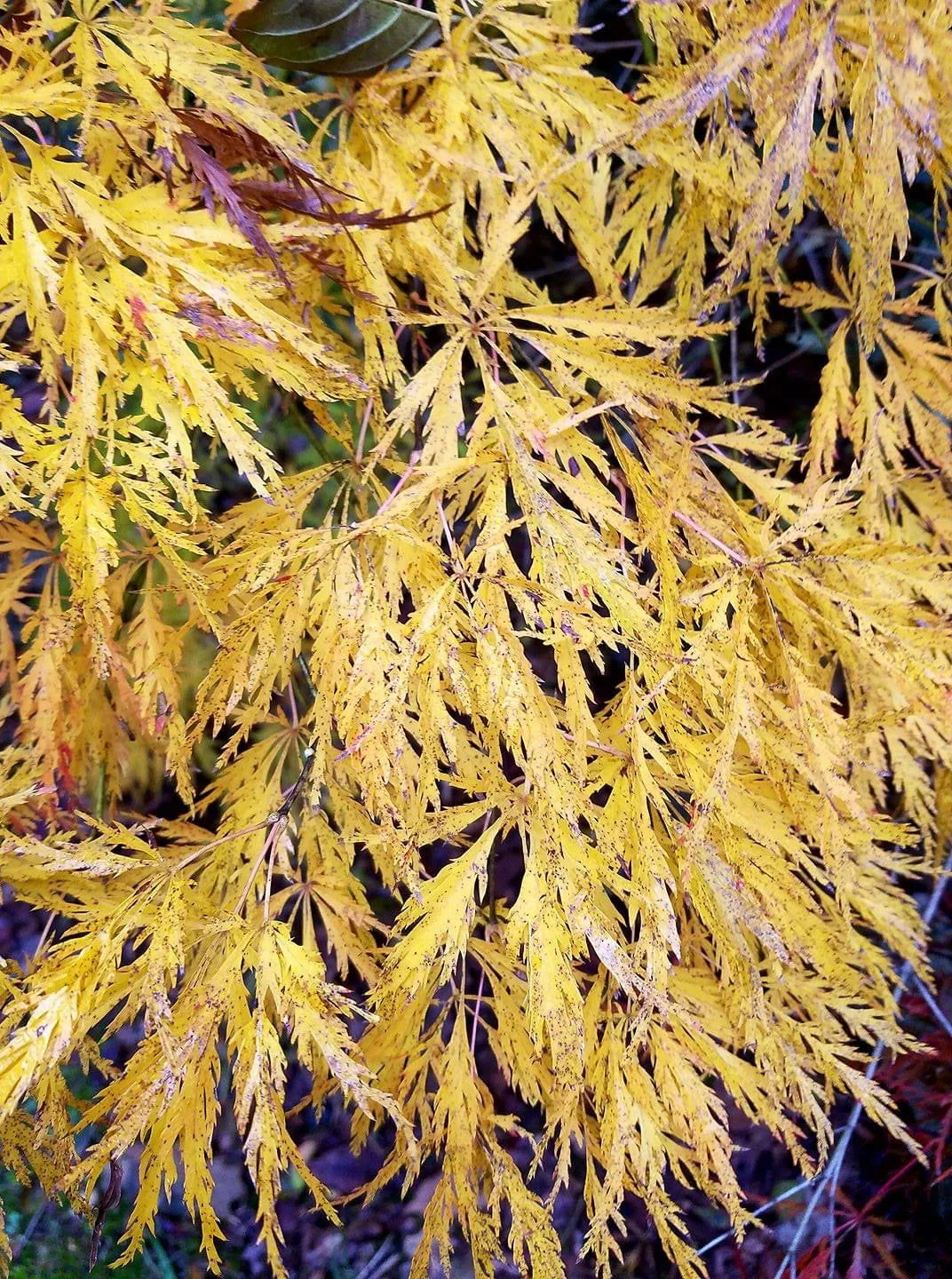 FOR PICKUP ONLY | Acer palmatum 'Viridis' Japanese Maple | DOES NOT SHIP - Image 19